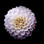 White and Yellow Flower Macro Photography
